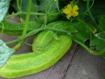 Cucumber